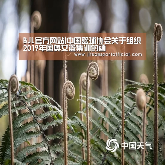 BJL官方网站|中国篮球协会关于组织2019年国奥女篮集训的函(图2) BJL平台集团官网